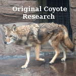 coyote